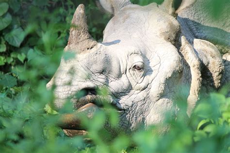 Searching for Rhinos in Chitwan National Park, Nepal - Jonistravelling