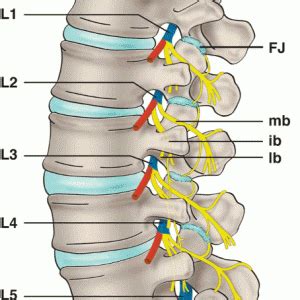 Anatomy Of Lumbar Nerves