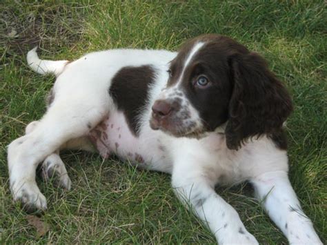 French Spaniel #Dogs #Puppy | French spaniel, Puppies, Dogs are the best