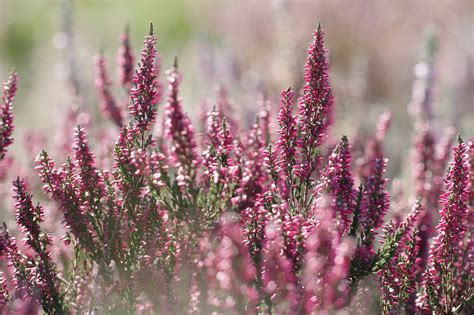 10 Winter-Flowering Plants for Your Pacific Northwest Garden — Clean Water Grow Plant Food