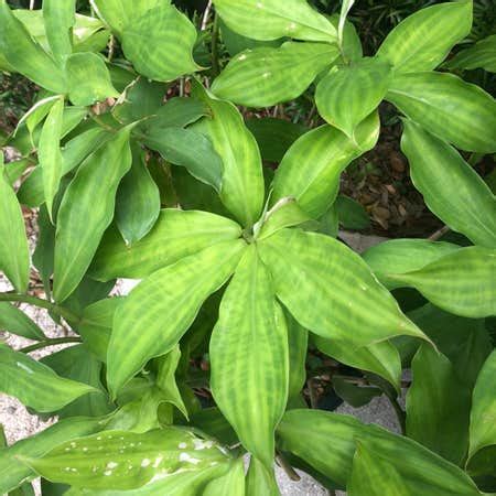 Blue Ginger Plant Care: Water, Light, Nutrients | Greg App 🌱