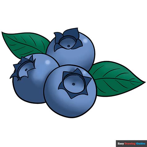 Blueberries Drawing