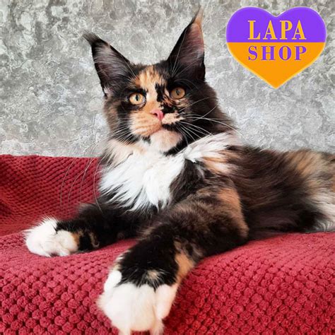 Maine Coon Tortoiseshell Kitten Orlanda | Lapa.shop