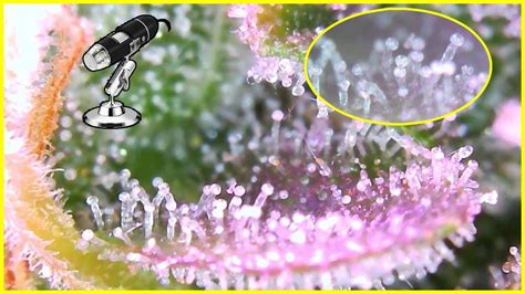 SmartPhone Trichome Scope - Easiest way to check on Trichome Maturity ...