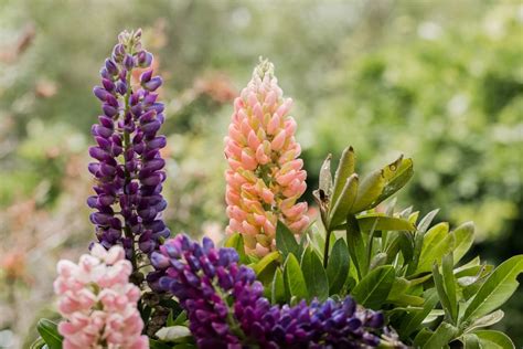 Lupine: Plant Care & Growing Guide