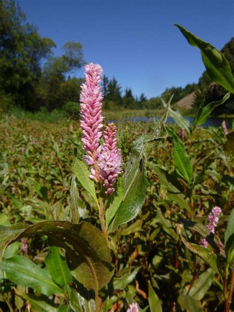 Aquatic Plants Amphibious Bistort or Polygonum Amphibium -None-1 LTR ...