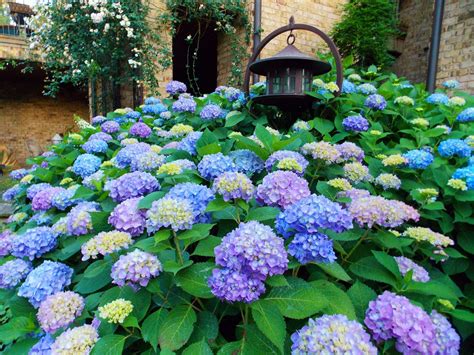 When to Prune Hydrangeas In East Tennessee | Willow Ridge Garden Center & Landscaping