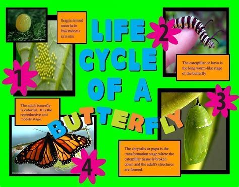 Make a Science Fair Project about Life Cycle of a Butterfly: Insect Science Poster Ideas for ...