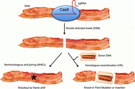 Researchers massively edit the genome of pigs to turn them into perfect human organ donors