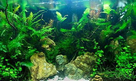 How To Care For Aquarium Plants: 5 Essential Tips | Pet snap