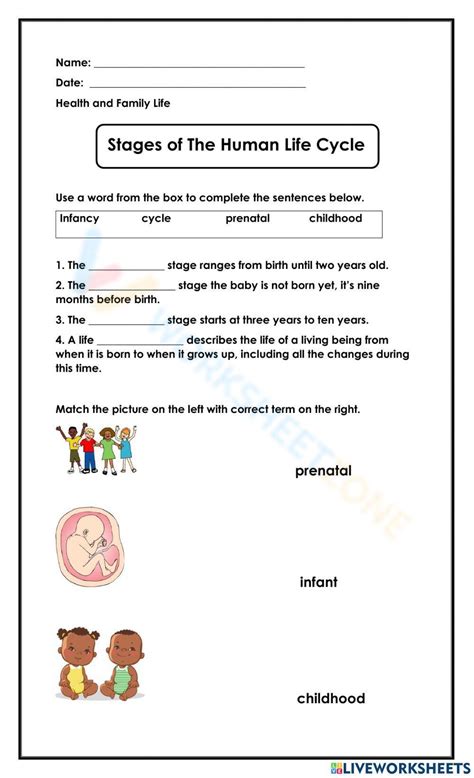 Stages Of The Human Life Cycle Worksheet