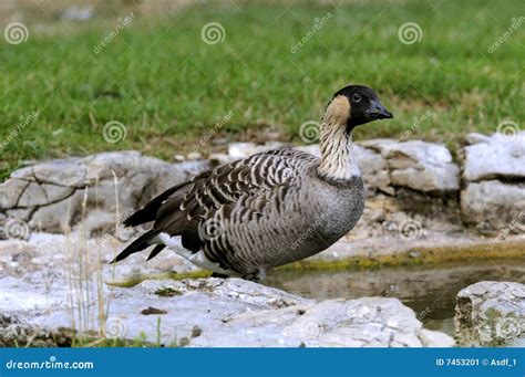 Hawaiian Goose, Stock Image - Image: 7453201