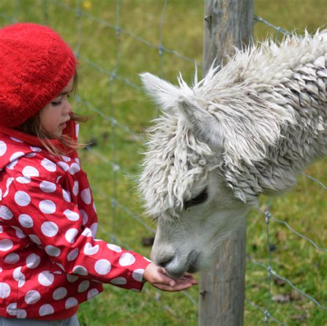 Visiting Breezy Hill Alpaca Farm During National Alpaca Farm Days