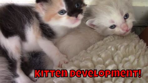 Kitten Development 3 Weeks Old! 😻 - YouTube