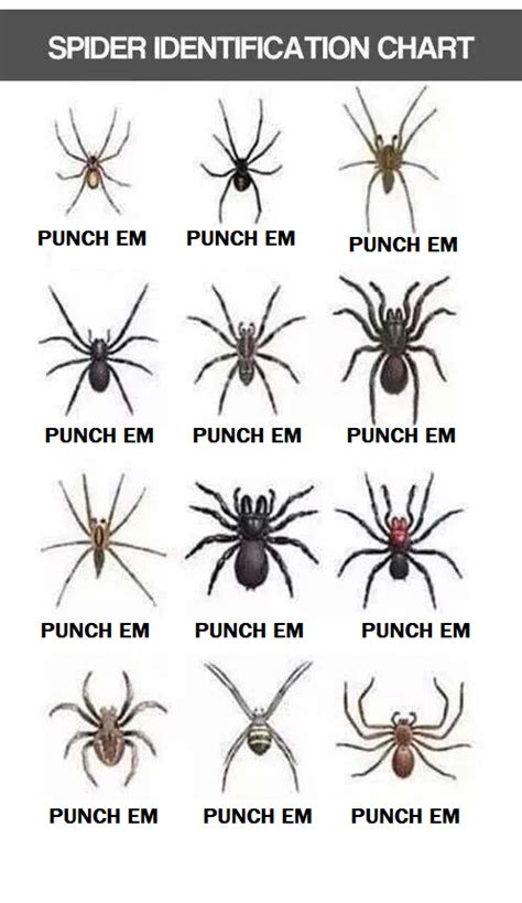 Spider Identification Chart by Harejules on DeviantArt