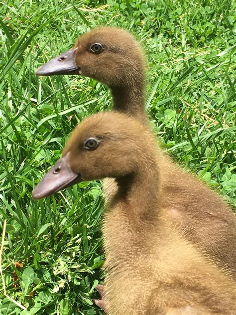 two ducklings are sitting in the grass and one is looking away from the camera