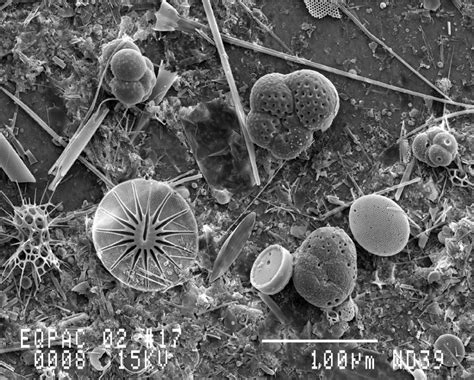 Deep Sea Sediments and Microfossils | RICHARD NORRIS