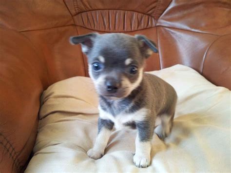 Blue Chihuahua Puppies