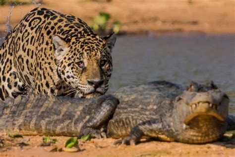 Jaguar Attacks Crocodile | Exclusive Video | Reckon Talk