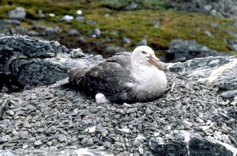 Giant Petrel – "OCEAN TREASURES" Memorial Library