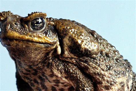 Poisonous cane toads mating with mangoes, snakes and killing crocodiles: Australia battling an ...