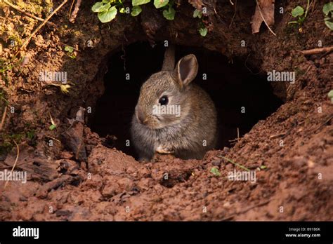 Rabbit Burrow | vlr.eng.br