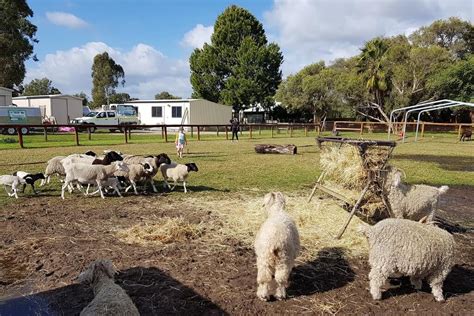 Swan Valley Cuddly Animal Farm - Buggybuddys the family guide to Perth