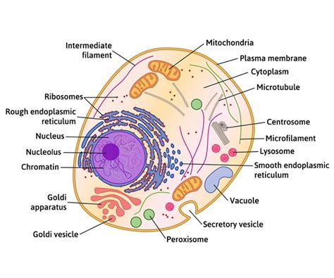 Microfilaments