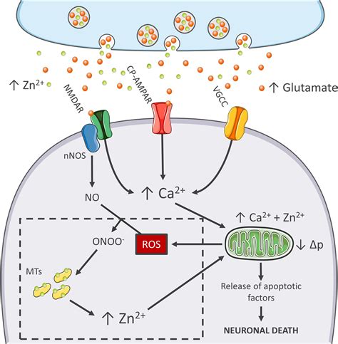 Frontiers | A Neurotoxic Ménage-à-trois: Glutamate, Calcium, and Zinc in the Excitotoxic Cascade