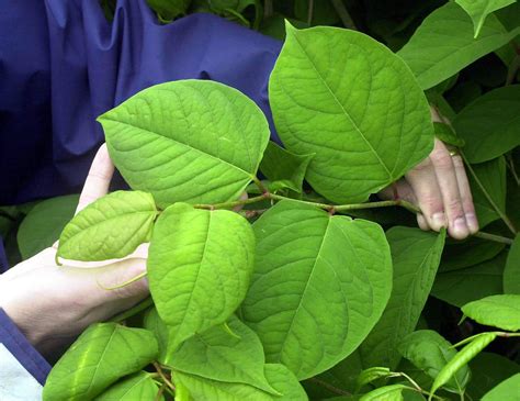 Japanese Knotweed