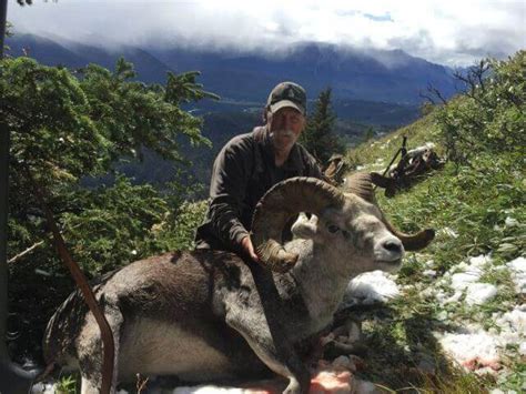 Stone Sheep Hunting Guide In British Columbia