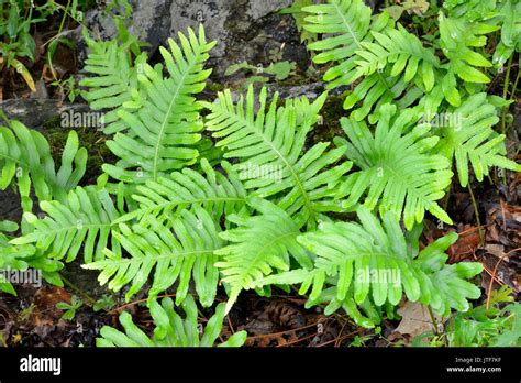 Polypodium fern uk hi-res stock photography and images - Alamy