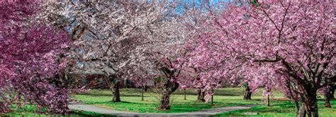 Newark Cherry Blossom Festival 2024 - flory crissie