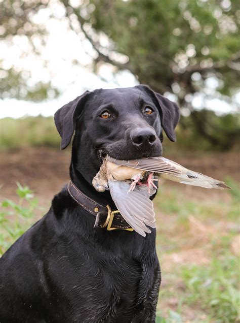 Texas Dove Hunting at Pintail Hunting Club