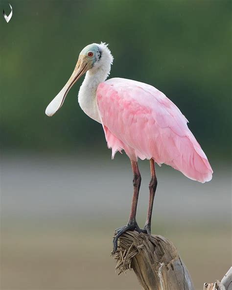 Pin by Avrtatiana on Birds | Nature birds, Roseate spoonbill, Colorful birds