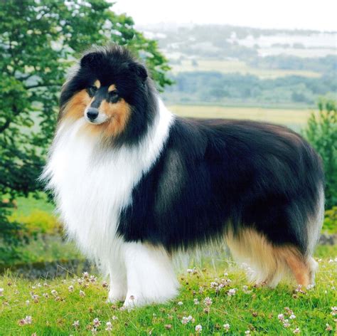 Can Rough Collie Be Black