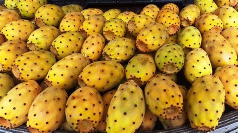 Prickly pear or cactus fruits | Food Heritage Foundation