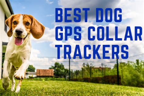 Best Dog GPS Collar Trackers For 2023 - totalPETint