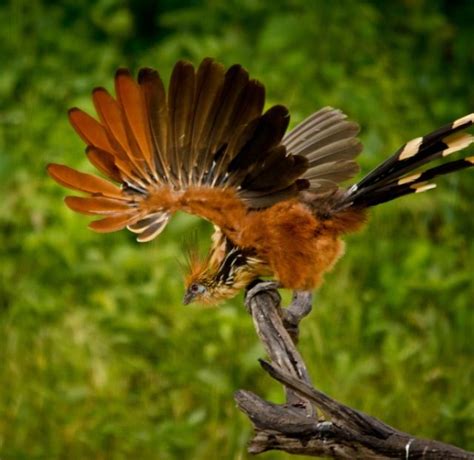 hoatzin (photo by katia tanner) if you look closely you can see 2 black claws twards th tip ...