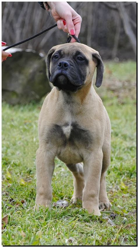 1000+ images about bullmastiff puppies on Pinterest | Barking, Bull mastiff dogs and Pets