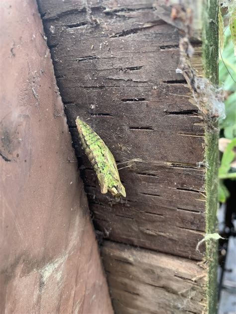 Chrysalis (?) identification : r/butterfly