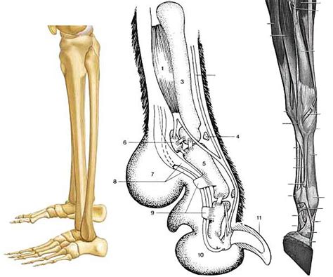 Plantigrade Digitigrade Unguligrade