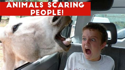 Funniest Animals Scaring People Reactions of 2016 Weekl... | Doovi