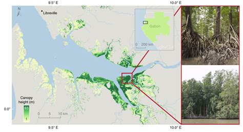 Global Mangrove Distribution, Aboveground Biomass, and Canopy Height