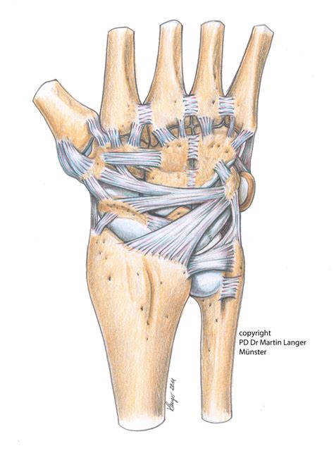 Ligaments wrist extrinsic 2011