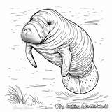 Manatee Coloring Pages  Free & Printable sketch template
