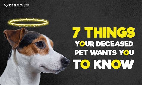 7 THINGS YOU SHOULD KNOW ABOUT YOUR DECEASED PET | by mrnmrspet | Medium