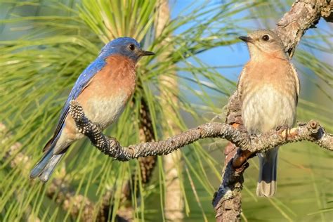 This is the Most Common Bird in North Carolina