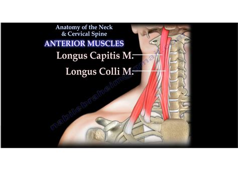 Muscles around the Cervical Spine — OrthopaedicPrinciples.com