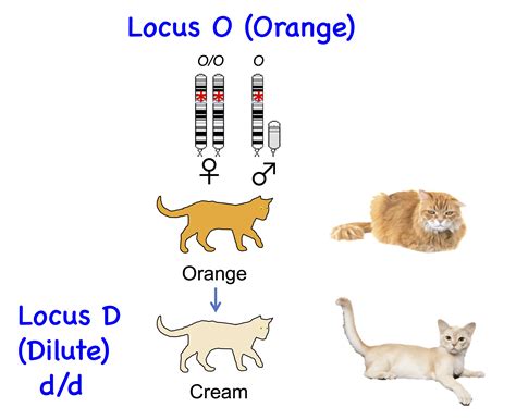 Cat Genetics 2.0: Colours | Laboratoire de génétique vétérinaire